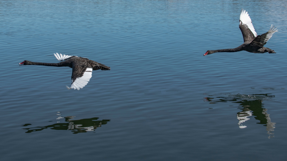 two black swans flying over still blue water